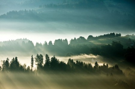 8 сказочных фотографий с туманом и лучами солнца