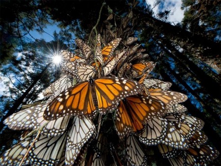 15 фотографий самой знаменитой бабочки Северной Америки