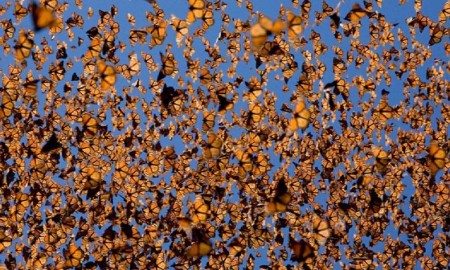 15 фотографий самой знаменитой бабочки Северной Америки