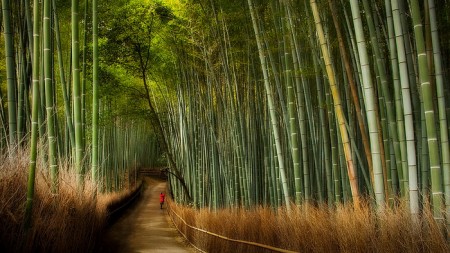 13 фотографий бамбукового леса Сагано