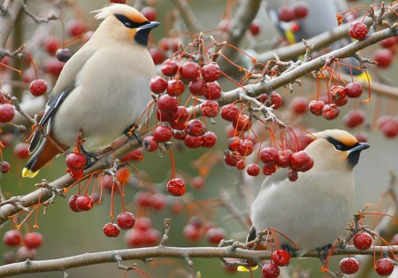 11 самых красивых фотографий свиристелей