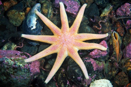 фиолетовая морская звезда Solaster Endeca