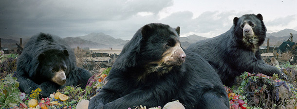 Симен Йохан (Simen Johan) и его фотографии диких животных