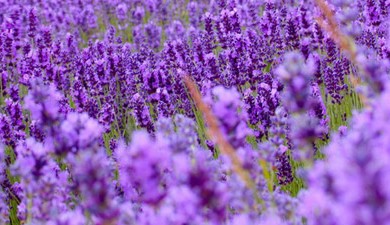 Фотографии лавандовых полей Прованса